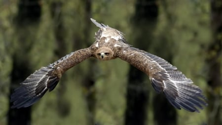 Bald Eagle - bird, eagle, animal, wings