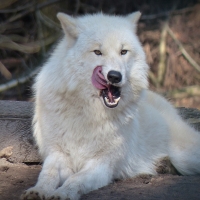 White Wolf