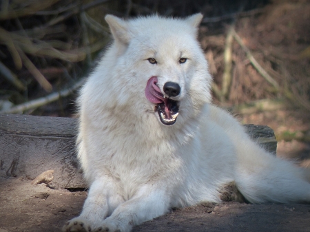 White Wolf - wolf, hundeartig, wild animal, forest, carnivores, animal, dwellers