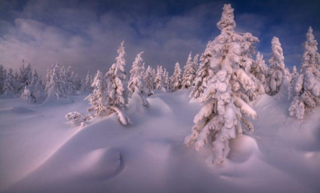 Amazing Winter - snow, winter, nature, tree