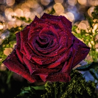 Beautiful Rose