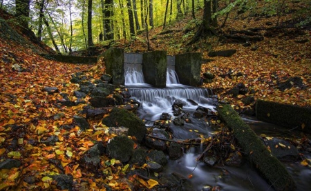 In the forest - nature, water, tree, forest