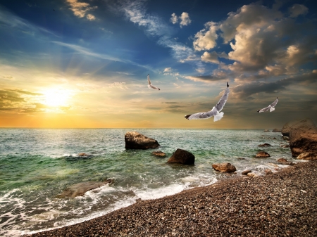 Horizon Sunset - clouds, horizon, coast, sea, seagulls, stones, dawn, sunset, nature, sun, sky