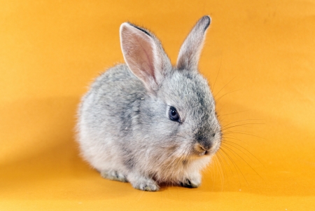 Bunny - rabbit, animal, yellow, cute, bunny