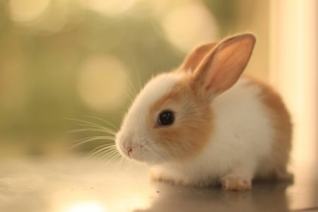 Bunny - rabbit, animal, bunny, cute