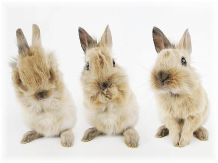 Bunnies - easter, rabbit, animal, cute, trio, bunny