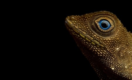 Lizard - black, blue eye, reptile, lizard, earless agamid, golden, aphaniotis fusca