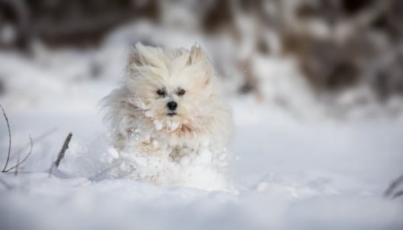 Running in the snow