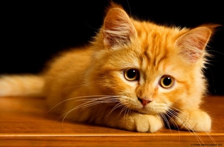 Kitten - pisica, kitten, ginger, cute, orange, sweet, cat