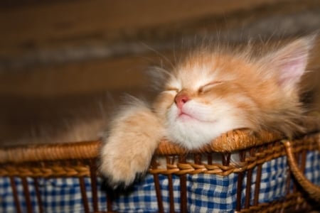 Sleeping kitten - ginger, orange, sweet, cat, basket, pisica, animal, sleep, kitten, paw, cute