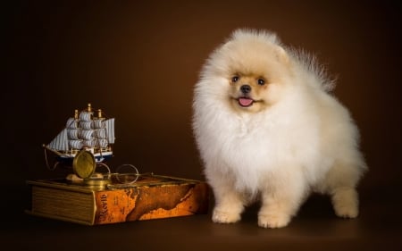 Ship - dogs, cute, spitz, animals