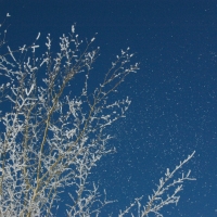 Morning Frost; Teton Valley, Idaho