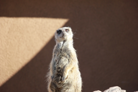 Cheyenne Mountain Zoo Meerkat - Mongoose, Animals, Africa, Curios