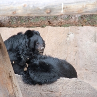 Asiatic Black Bear or Moon Bear