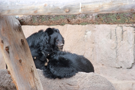 Asiatic Black Bear or Moon Bear - moon bear, bears, animals, asia