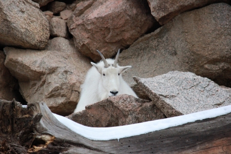 Mountain Goat - american mountain goat, animals, mountain goat, goat