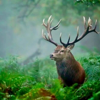 Deer in the woods