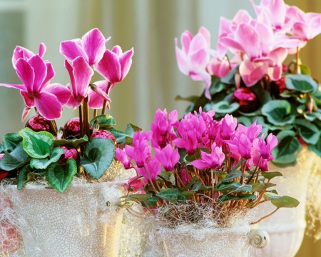 Lovely Flowers - bloom, flowers, container, pink