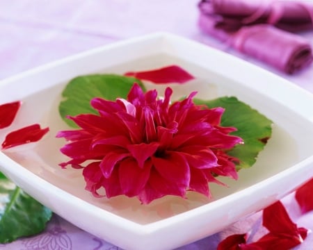 Lovely Flowers - red, flower, petals, floating