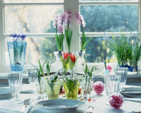 Lovely Flowers - flowers, glass, window, bloom