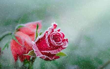 Frosty rose - winter, lovely, pretty, cold, snow, beautiful, red, frost, petals, flowers