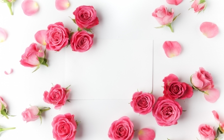 Happy Valentine's Day! - woman, trandafir, day, mother, valentine, rose, bud, white, pink, card