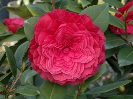 Rossa Camellia - flowers, rossa, nature, red, macro, petals, camellia