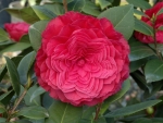 Rossa Camellia