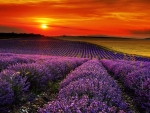 lavender field