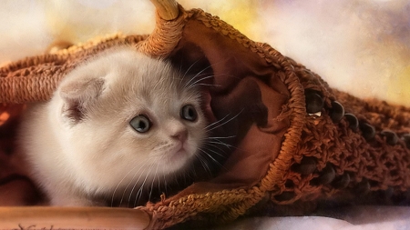 Kitten