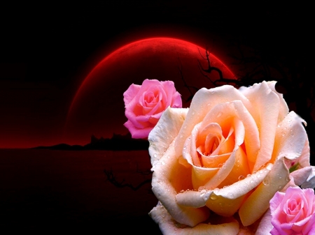 Roses - moon, rose, flower, red