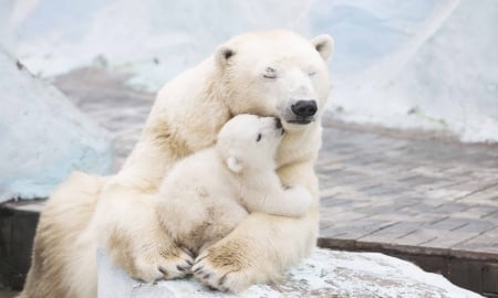 Mother´s love - love, cub, baer, mother, polar