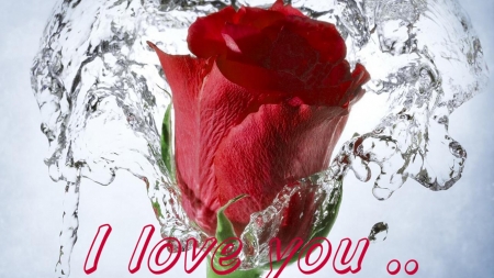 rose message - rose, love, message, red