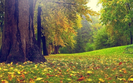 Nature - landscape, field, nature, green, grass