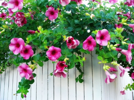 Flowers - fuschia, flower, fence, nature