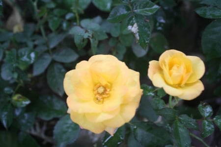 Yellow Rose2 - Two, yellow, Nature, Dhaka