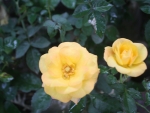 Yellow Rose2