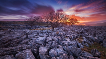 tree line at sundown - cool, fun, trees, sunset, nature