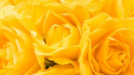 yellow roses - flowers, fun, yellow roses, nature, cool