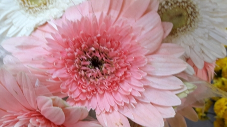 Gerbera - color, pink, Flowers, gerbera