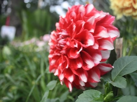 Dahlia Red - color, dahlia, pink, red