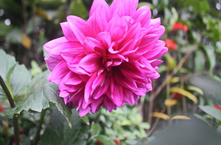 Dahlia Pink - Color, Dahlia, Pink, Nature