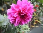 Dahlia Pink