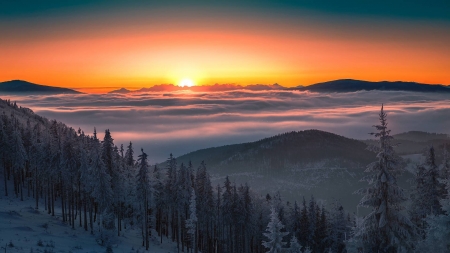 winter sunset - forest, winter, cool, fun, sunset, nature