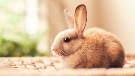 Bunny - cute, rodent, animal, bunny