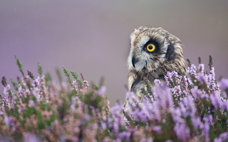 Owl - flowers, animal, owl, fowl