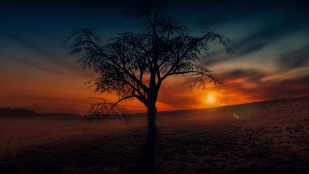 Beautiful Sunset - sky, tree, nature, sunset