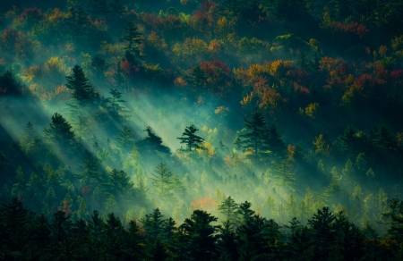 Forest Mist - nature, forest, trees, mist