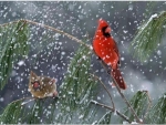 Cardinal Birds in Snow