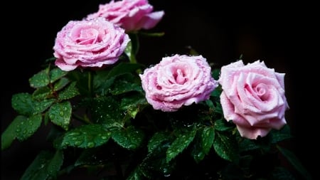 Dew Drops on Pink Roses